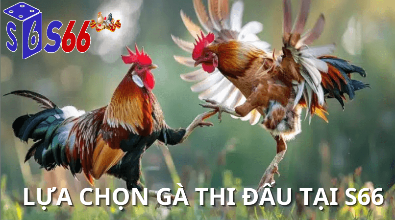 Lựa chọn Đá gà thomo tại s66