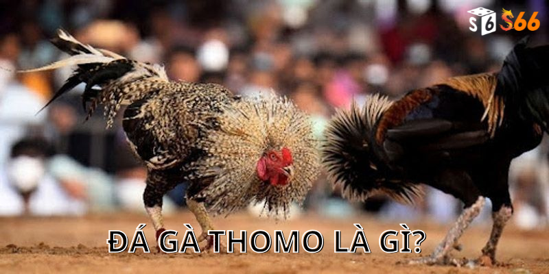 Đá gà thomo là gì?